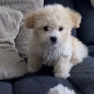 Meet your Posher, Britney